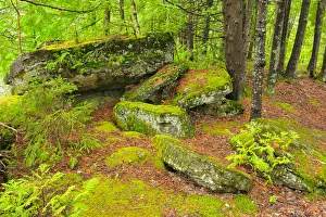 Needle Prints: Canada, Quebec, Val-Jalbert. Forest and moss-covered rocks