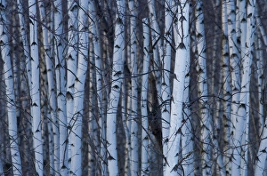Birch Prints: Canada, Quebec, Yamaska National Park. Gray birch forest