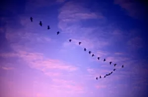 Canada, Saskatchewan, Canada Geese (Branta canadensis) fly past clouds lit by setting