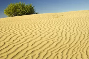 Canada, Saskatchewan, Great Sand Hills. Sand dune ripples and willow tree. Credit as