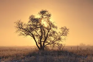 Hoarfrost Prints: Canada, Saskatchewan. Hoarfrost on tree at sunrise
