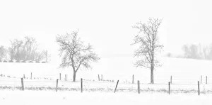 Canada, Saskatchewan, Pelley. Whiteout on a prairie