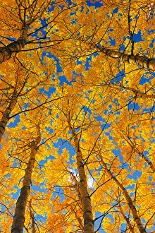Canada, Saskatchewan, Prince Albert National Park. Trembling aspen forest in autumn colors