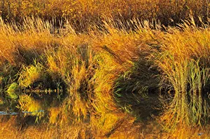 Images Dated 29th September 2011: Canada, Saskatchewan, Prince Albert National Park