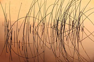 Reed Prints: Canada, Saskatchewan, Saskatoon Island Provincial Park. Reeds reflect on Saskatoon Lake