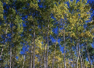 Images Dated 12th October 2017: Canada, Saskatchewan, View of Aspen forest