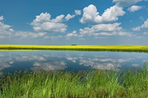 Prints of Canada, Saskatchewan, Viscount. Reflection in prairie pond water and canola crop Images Dated 2022 May: Canada, Saskatchewan, Viscount. Reflection in prairie pond water and canola crop