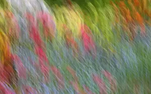 Images Dated 13th June 2014: Canada, Shampers Bluff. Abstract blur of garden colors