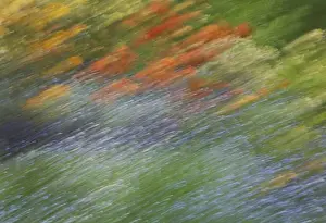 Images Dated 13th June 2014: Canada, Shampers Bluff. Abstract blur of garden colors
