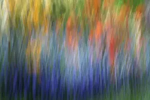 Images Dated 13th June 2014: Canada, Shampers Bluff. Abstract blur of garden colors