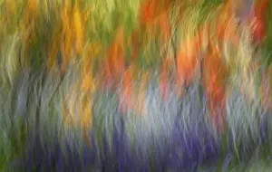 Images Dated 13th June 2014: Canada, Shampers Bluff. Abstract blur of garden colors