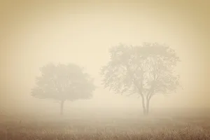Canada. Trees in fog. Credit as: Mike Grandmaison / Jaynes Gallery / DanitaDelimont. com