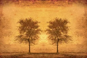 Canada. Trees in fog at sunrise. Credit as: Mike Grandmaison / Jaynes Gallery / DanitaDelimont