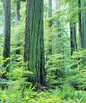 Forever Prints: Canada, Vancouver Island, Old Growth Douglas Fir Tree some 600 years or more old