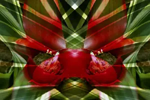 Bromeliad Prints: Canada, Victoria. Montage of bromeliad flower at Victoria Butterfly Gardens. Credit as