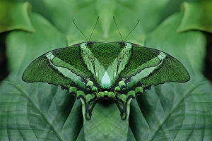 Images Dated 16th December 2014: Canada, Victoria, Victoria Butterfly Gardens. Green butterfly montage. Credit as