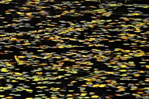 Lily Prints: Canada. Water lilies abstract. Credit as: Mike Grandmaison / Jaynes Gallery / DanitaDelimont