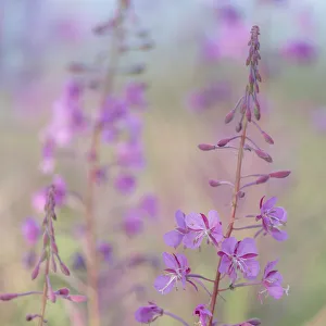 Canada, Yukon. Fireweed plant in bloom. Credit as: Don Paulson / Jaynes Gallery / DanitaDelimont