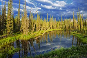 Images Dated 15th June 2010: Canada, Yukon. Forest wetland. Credit as: Mike Grandmaison / Jaynes Gallery / DanitaDelimont
