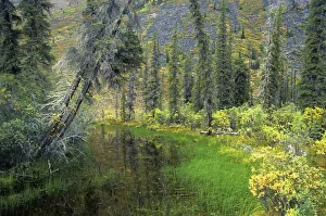 Yukon Prints: Canada, Yukon. Forest wetland. Credit as: Mike Grandmaison / Jaynes Gallery / DanitaDelimont