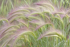Yukon Prints: Canada, Yukon. Foxtail grass close-up