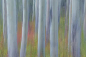 Canada, Yukon, Kluane National Park. Abstract of aspen trees