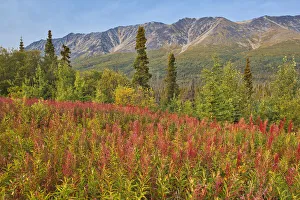 Images Dated 31st March 2020: Canada, Yukon, Kluane National Park. St. Elias Mountains and forest landscape