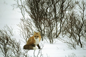 Hidden Prints: Canada, Yukon, Red Fox, Winter, Snow