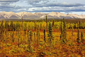 Sub Arctic Prints: Canada, Yukon. Sub-Arctic vegetation