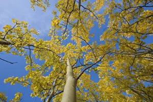 Canada, Yukon Territory, Birch trees with yellow fall foliage