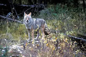 Yukon Prints: Canada, Yukon Territory, Coyote (Canis latrans) at forests edge near Kluane