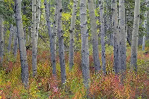 Yukon Gallery: Canada, Yukon Territory, Kluane National Park. Fireweed in aspen forest. Credit as