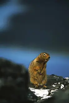 Images Dated 13th February 2013: Canada, Yukon Territory, Kluane National Park And Reserve, Arctic ground squirrel