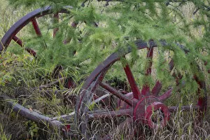 Yukon Gallery: Canada, Yukon Territory. Old wagon wheels in grass