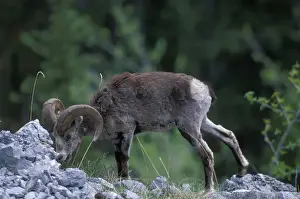 Canada, Yukon Territory, Stone Ram (Ovis dalli) on rocky slope along Alaska Highway