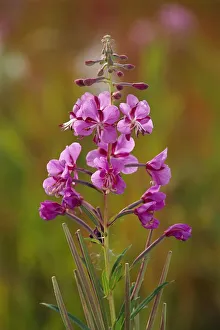 Watson Lake Prints: Canada, Yukon, Watson Lake. Fireweed blossoms close-up