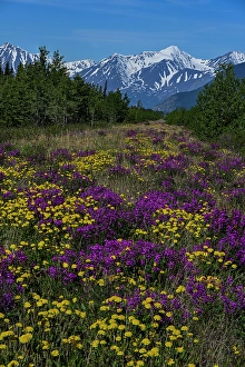 Highway Prints: Canada, Yukon. Wildflowers and mountains of Kluane National Park along Alaska Highway