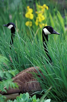 Canadian geese (Branta canadensis) in tall grass around pond