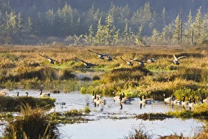 Canadian Geese landing in a marsh near the Pacific Coast Highway, Oregon