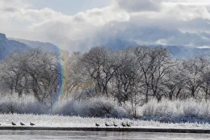 Exploration Prints: Canadian Geese, Rio Grande River, New Mexico