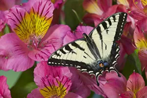 Images Dated 20th December 2005: Canadian Tiger Swallowtail Butterfly, Papilio canadensis