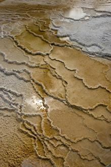 Thermal Prints: Canary Springs, Mammoth Terrace, Yellowstone National Park, Wyoming