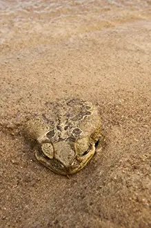 Cane Toad (Rhinella marina) previously Bufo marinus Essequibo River