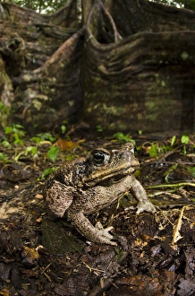Images Dated 30th June 2011: Cane Toad (Rhinella marina), Yasuni National Park, Amazon Rainforest, ECUADOR