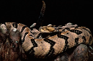 Images Dated 28th February 2007: Canebrake Timber Rattlesnake Crotalus horridus atricaudatus Native to Eastern US