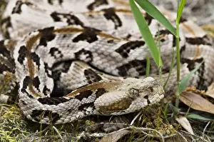 Viper Prints: Canebrake or Timber Rattlesnake (Crotalus horridus) Juvenile CAPTIVE