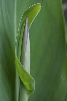 Canna leaf bud
