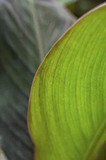 Canna leaf close-up