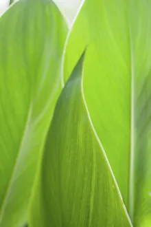 Canna leaf close-up
