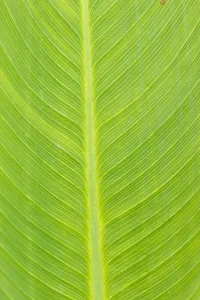 Hemp Prints: Canna leaf, Marion County, Illinois
